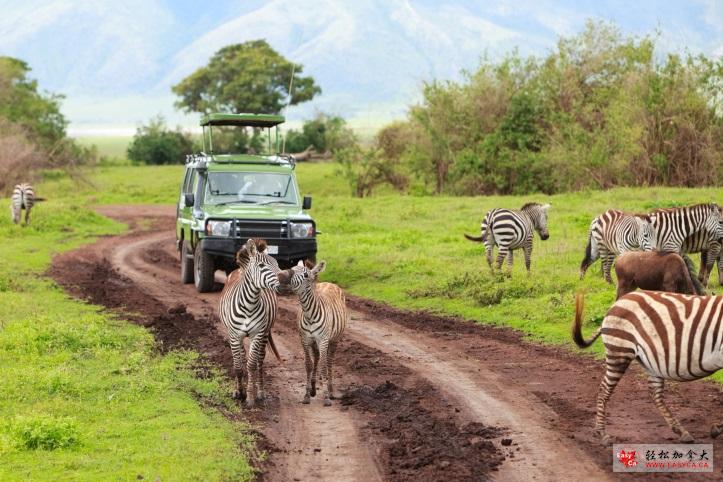 N:\FDN\Foundation\Communications\Creweekly\2019\Feb.1\Zebra and jeep2.jpg