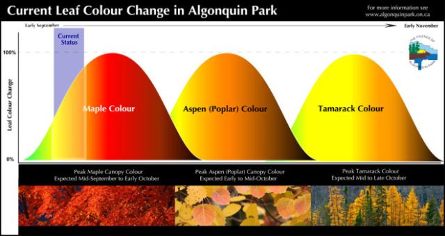 Current Fall Colour Leaf Change in Algonquin Park