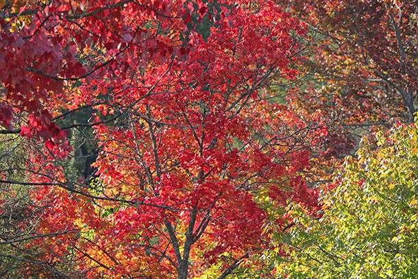 Fall colour along Highway 60 in Algonquin Park on September 22, 2023