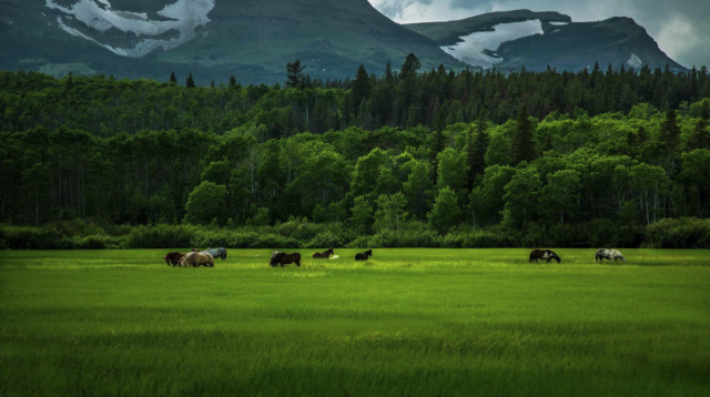 A group of horses grazing in a field with trees and mountains in the background

Description automatically generated