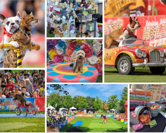 Bark In the park 2024, Toronto BuskerFest.